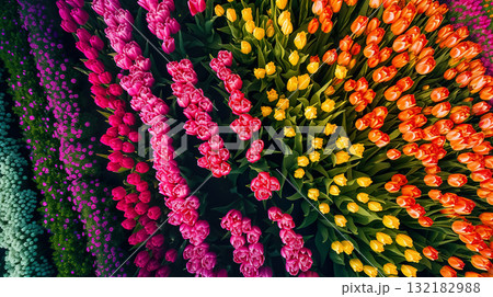 beautiful colorful tulip field in Netherlands, vibrant and vivil flowers garden outdoor in Holland aerial view 132182988