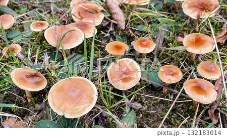 Cluster of small, wet brown mushrooms growing in grass and moss. Forest floor detail Cluster of small, wet brown mushrooms growing in grass and moss. Forest floor detail 132183014