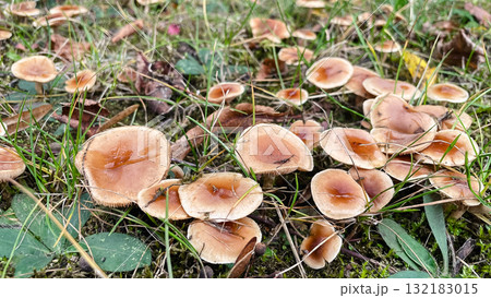 Cluster of small, wet brown mushrooms growing in grass and moss. Forest floor detail 132183015