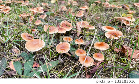 Cluster of small, wet brown mushrooms growing in grass and moss. Forest floor detail 132183016