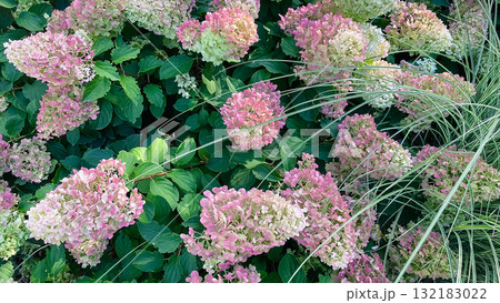 Lush pink and white hydrangeas bloom beside vibrant variegated ornamental grass in a sunny garden Lush pink and white hydrangeas bloom beside vibrant variegated ornamental grass in a sunny garden 132183022
