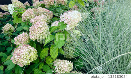 Lush pink and white hydrangeas bloom beside vibrant variegated ornamental grass in a sunny garden 132183024