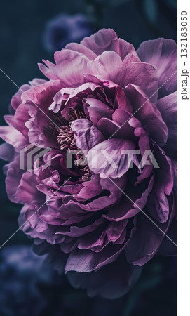 beautiful pink and purple flower blossom, petal and blooming background, macro closeup shot 132183050