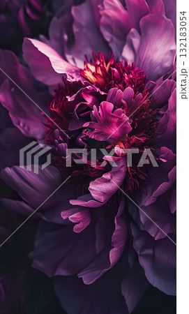 beautiful pink and purple flower blossom, petal and blooming background, macro closeup shot beautiful pink and purple flower blossom, petal and blooming background, macro closeup shot 132183054