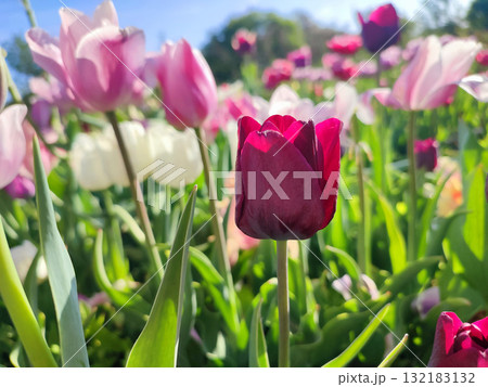 Beautiful varietal blooming tulip close up. Growing blossoming flower with red burgundy petals on background blurred multicolored flowering flowers on sunny spring day. Sunlight Natural background 132183132