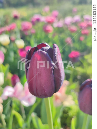 Beautiful varietal blooming tulip close up. Growing blossoming flower with red burgundy petals on background blurred multicolored flowering flowers on sunny spring day. Sunlight Natural background Beautiful varietal blooming tulip close up. Growing blossoming flower with red burgundy petals on background blurred multicolored flowering flowers on sunny spring day. Sunlight Natural background 132183136