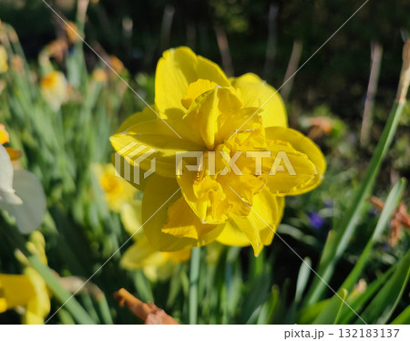 Narcissus. Beautiful flower narcissus. Blooming narcissus flower with yellow petals in inflorescence close-up. Blooming daffodil flower with green leaves growing in ground on spring morning 132183137