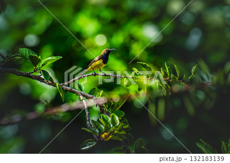 Sunbird Resting Among Hibiscus Leaves 132183139
