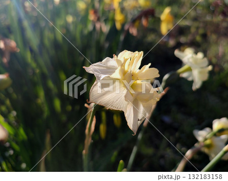 Narcissus. Beautiful flower narcissus. Blooming narcissus flower with many yellow white petals in inflorescence close-up. Blooming daffodil flower with green leaves growing in ground on spring morning Narcissus. Beautiful flower narcissus. Blooming narcissus flower with many yellow white petals in inflorescence close-up. Blooming daffodil flower with green leaves growing in ground on spring morning 132183158