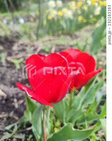 Tulip close up. Beautiful blooming tulip flower. Blooming tulip flower with red petal in inflorescence on spring morning. Blooming of blossoming red tulip flower growing ground. Natural background 132183163