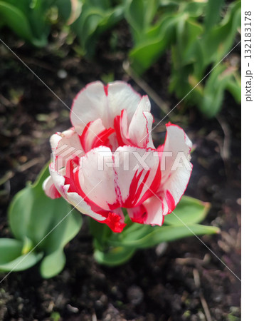 Tulip. Beautiful blooming tulip flower. Blooming tulip flower with red petal in inflorescence on sunny spring morning. Blooming of blossoming white tulip flower growing ground. Natural background 132183178