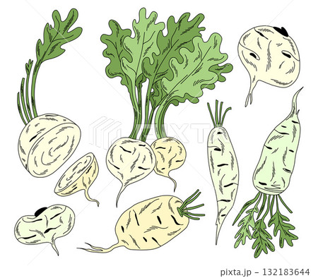 Vegetable set of japanese radish with stems and roots, daikon in doodle style on white 132183644