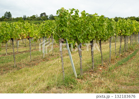 Scenic panoramic view of vineyards with ripe grape clusters on hillside Scenic panoramic view of vineyards with ripe grape clusters on hillside 132183676