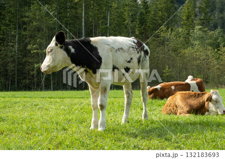 Brown and White Cows Grazing in Idyllic Countryside Landscape Brown and White Cows Grazing in Idyllic Countryside Landscape 132183693