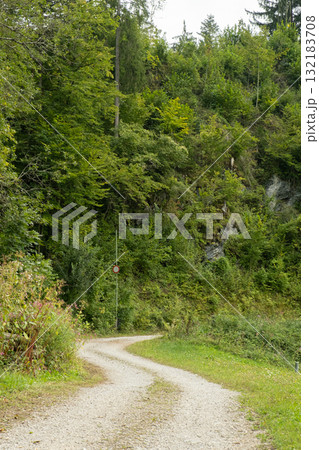 Peaceful Summer Landscape with Path and Forest 132183708