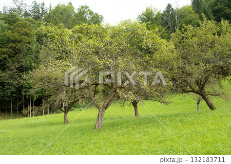 Beautiful Tree with Lush Green Leaves and Mountain Background Beautiful Tree with Lush Green Leaves and Mountain Background 132183711