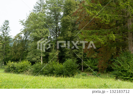 Peaceful Alpine Landscape with Green and Yellow Trees at Beginning of Autumn 132183712