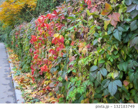 Colorful autumn leaves at hedge with curb and road. 132183749