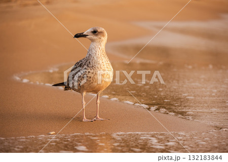 Seagull standing on the sandy beach near the water at sunrise, illuminated by soft golden light Seagull standing on the sandy beach near the water at sunrise, illuminated by soft golden light 132183844