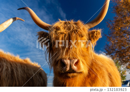 Two shaggy highland cattle with long curved horns stand in sunlight against clear blue sky. Their reddish fur glows warmly, creating a rustic and peaceful countryside scene full of natural charm 132183923