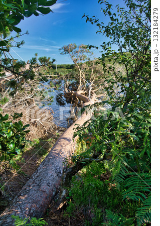 A fallen tree lies across the water in a scenic Irish landscape, framed by lush green foliage under a clear blue sky. A fallen tree lies across the water in a scenic Irish landscape, framed by lush green foliage under a clear blue sky. 132184279