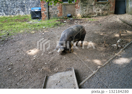 A pig foraging for food outdoors near an old brick building in Ireland. 132184280