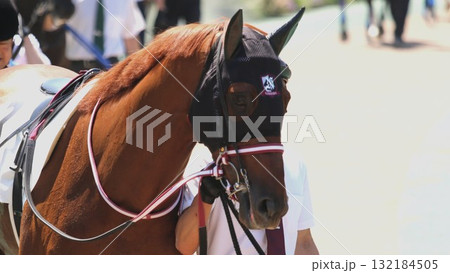 パドックで周回する馬 132184505