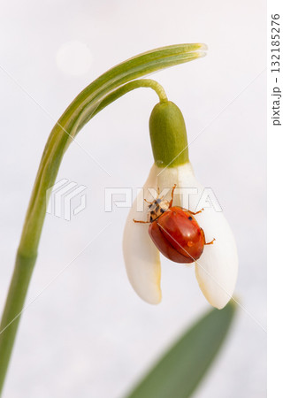Macro shot of ladybird on snowdrop flower. Little bug on blooming first spring flower in the garden with much snow in the background 132185276
