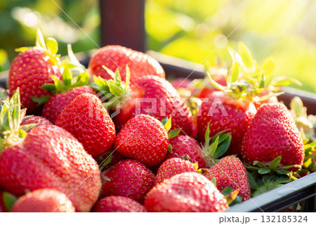 Harvest of ripe red strawberries in container on a sunny summer day. Sweet tasty berry ready for sell or making jam. Harvest of ripe red strawberries in container on a sunny summer day. Sweet tasty berry ready for sell or making jam. 132185324
