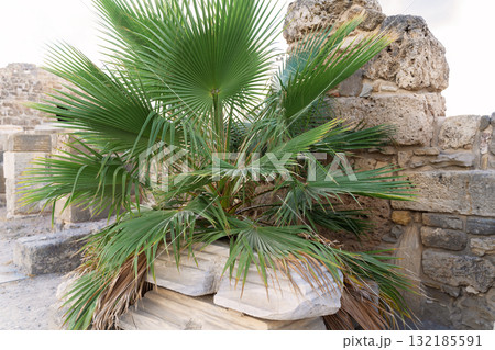 Lush green palm plant growing among ancient stone ruins with natural sunlight illuminating scene Lush green palm plant growing among ancient stone ruins with natural sunlight illuminating scene 132185591