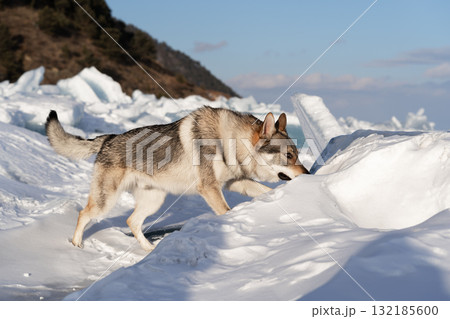 Canine exploring snowy landscape with ice formations under clear blue sky, showcasing winter adventure Canine exploring snowy landscape with ice formations under clear blue sky, showcasing winter adventure 132185600