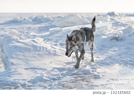 Gray dog walking on icy terrain with snow-covered landscape and serene atmosphere Gray dog walking on icy terrain with snow-covered landscape and serene atmosphere 132185602