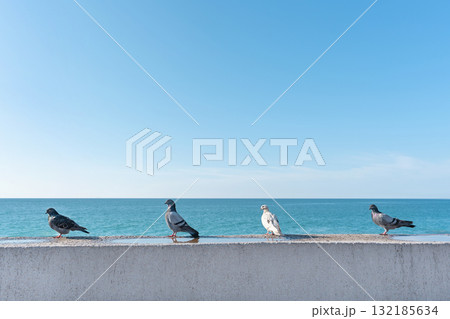 Group of pigeons standing on a ledge overlooking a serene ocean view with clear blue sky Group of pigeons standing on a ledge overlooking a serene ocean view with clear blue sky 132185634