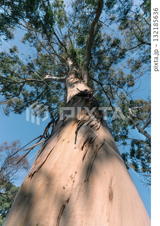 Tall eucalyptus tree viewed from below against a clear blue sky showcasing natural beauty 132185636