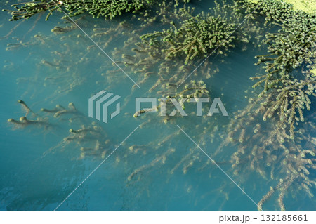 Aquatic plants floating on tranquil blue water surface with ample copy space for design 132185661