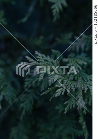 Close-up of green foliage with natural textures and copy space for design elements 132185666