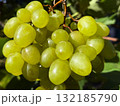 Bunch of grapes in vineyard 132185790
