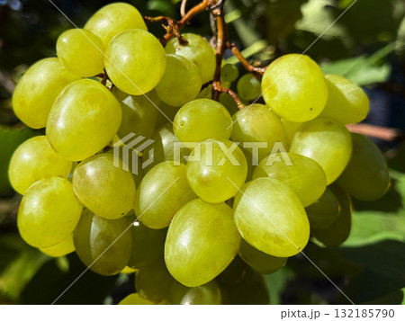 Bunch of grapes in vineyard 132185790