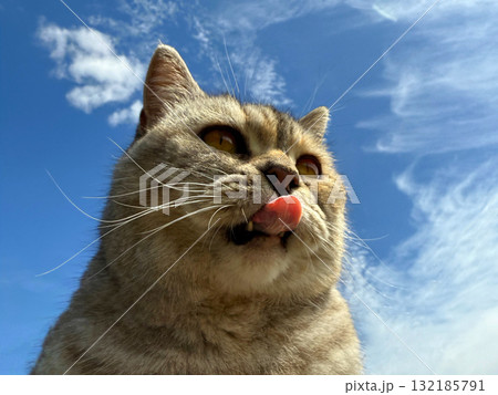 Cat stuck oout tongue against sky 132185791