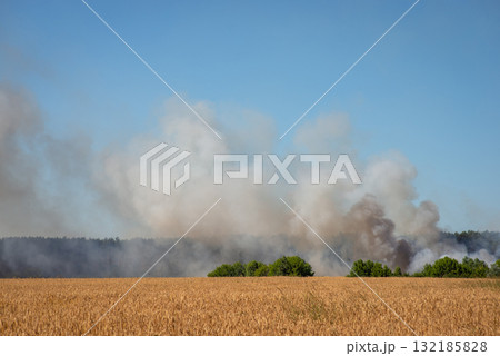 Field of wheat and forest fire with much smoke at the background. Concept of wild fire Field of wheat and forest fire with much smoke at the background. Concept of wild fire 132185828