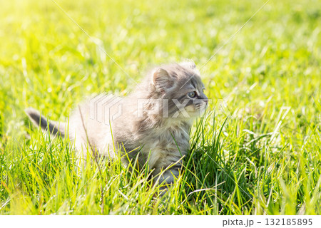 Little kitten outdoor. Small cat having a walk in green grass 132185895