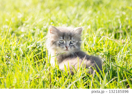 Cat sitting on green grass, having rest. Little gray kitten playing outdoor 132185896