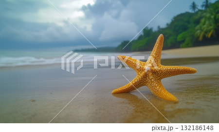 Starfish Panama sandy beach 132186148