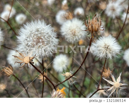 White airy dandelions in the autumn field. Close-up of fluffy white cottongrass seed heads 132186514