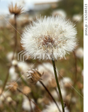 Close-up of white dry dandelion in autumn against blurred background. Close-up of white dry dandelion in autumn against blurred background. 132186523