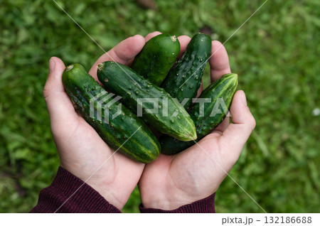 Freshly picked cucumbers held in hands over a green background. 132186688