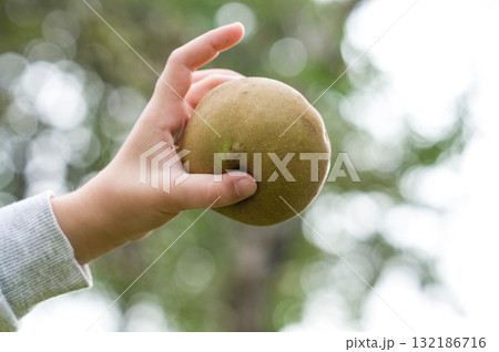 Hand holding a ripe fruit against a blurred green background. 132186716
