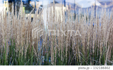 Reed grass waving in a flower bed in the city 132186802