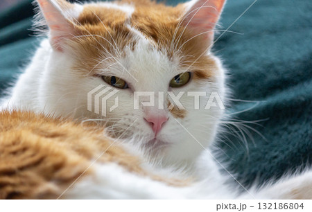 A red-haired cat with an impudent face lies on a green blanket A red-haired cat with an impudent face lies on a green blanket 132186804