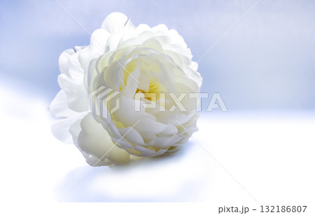 A white peony flower highlighted on a blue background. 132186807